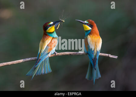 Europei maschili Gruccione (Merops apiaster) presentando femmina con un cibo dono di una libellula come parte di un rituale di corteggiamento Foto Stock