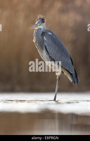 Airone cinerino (Ardea cinerea) in acqua poco profonda Foto Stock