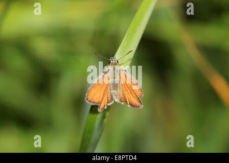 Una femmina di Essex Skipper butterfly poggiante su erba, Cambridgeshire, Inghilterra, Regno Unito. Foto Stock