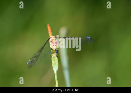 Il volto di un comune Darter dragonfly che mostra la forma esagonale del composto occhi, Wicken, Cambridgeshire, Inghilterra, Regno Unito. Foto Stock