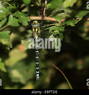 Un maschio di Southern Hawker dragonfly appollaiato, Wicken, Cambridgeshire, Inghilterra, Regno Unito. Foto Stock