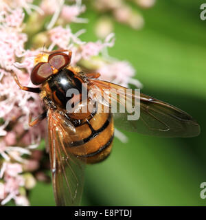 Un maschio Hornet-imitare hoverfly, Volucella inanis, alimentazione sulla canapa-agrimonia, Cambridge, Inghilterra, Regno Unito. Foto Stock