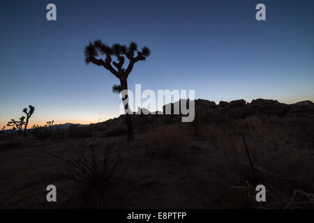 Joshua tree con pietra in granito e stelle in background. Joshua Tree National Park, California, Stati Uniti d'America Foto Stock