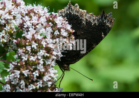 Lutto mantello alimentando il nettare. Foto Stock