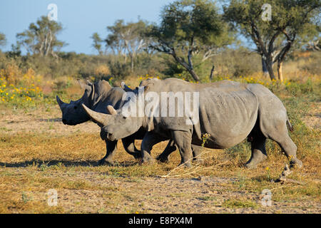 Due bianchi (quadrato a labbro) rinoceronte (Ceratotherium simum) in habitat naturale, Sud Africa Foto Stock