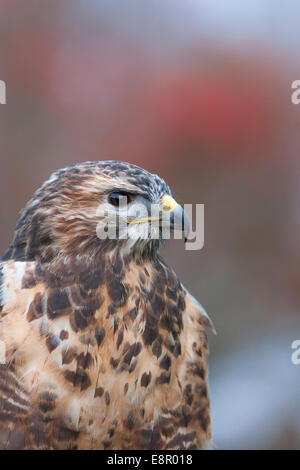 Comune poiana Buteo buteo (prigioniero), ritratto, The Falconry Centre, West Midlands in dicembre. Foto Stock