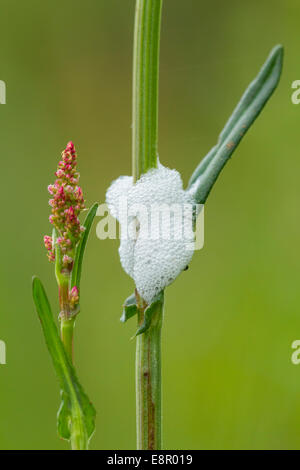 Froghopper comune Philaenus spumarius, ninfe su comuni Sorrel, Martin giù, Hampshire in maggio. Foto Stock