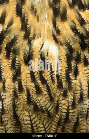 Gufo reale Bubo bubo (prigioniero), close-up di piume nel bosco, Hawk Conservancy Trust, Hampshire, Regno Unito in aprile. Foto Stock