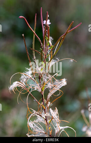 Fluffy semi di Rosebay Willowherb (Chamerion angustifolium) Foto Stock