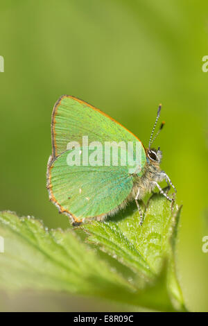 Green hairstreak Callophrys rubi, imago, crogiolarsi sulla vegetazione, Walton comune, Bristol, Regno Unito nel mese di maggio. Foto Stock