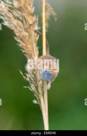 Eurasian Harvest Mouse Micromys minutus (prigioniero), arrampicata stelo reed, Solihull, West Midlands in aprile. Foto Stock