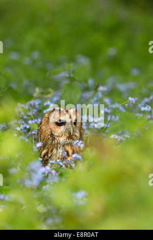 Allocco Strix aluco (prigioniero), adulto maschio, fra non ti scordar di me fiori, Hawk Conservancy Trust, Hampshire in aprile. Foto Stock