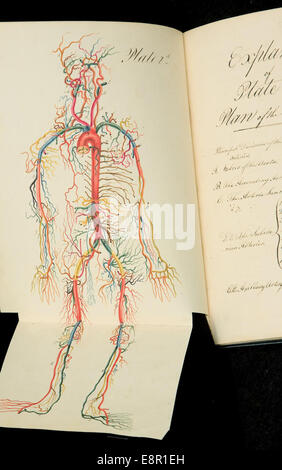 Viene visualizzato In: Campana, Charles, Sir, 1774-1842. Disegni di arterie Descrizione Immagine: mappa colorata di arterie e vene in hu Foto Stock