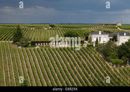 Filari di viti in un vigneto a Chinon nella Valle della Loira in Francia Foto Stock