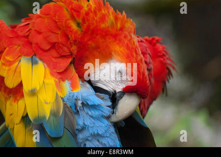 Un Macaw parrot preening. Foto Stock