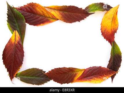 Colori d'autunno foglie posti su un foglio di carta Foto Stock