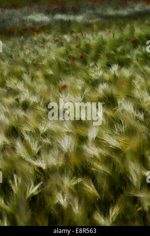 Estate poppies in campo di orzo Foto Stock