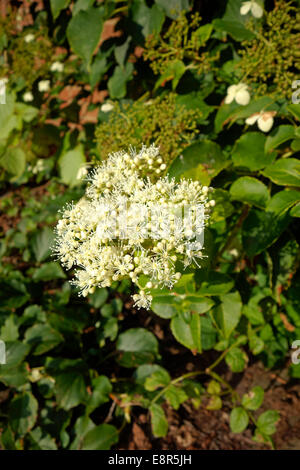 Hydrangea anomala sottospecie petiolaris, comunemente noto come Arrampicata ortensie in fiore Foto Stock