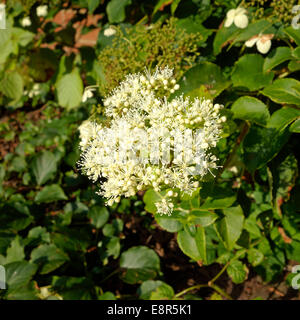 Hydrangea anomala sottospecie petiolaris, comunemente noto come Arrampicata ortensie in fiore Foto Stock