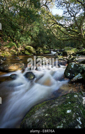 Il fiume Plym fluente attraverso boschi Dewerstone su Dartmoor Devon Foto Stock