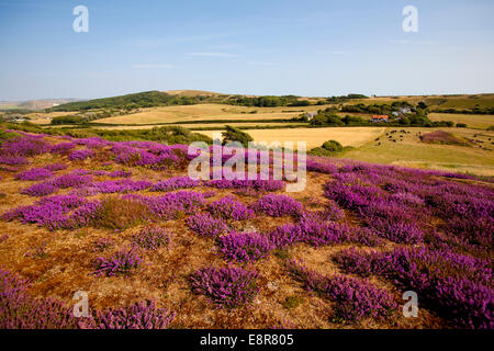 Headon Warren, ginestre, allume Bay, aghi, Isle of Wight, Regno Unito Foto Stock