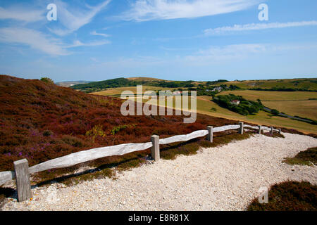 Headon Warren, ginestre, allume Bay, aghi, Isle of Wight, Regno Unito Foto Stock