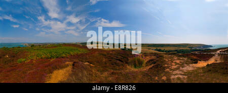 Headon Warren, ginestre, allume Bay, a Totland Bay,gli aghi, Isle of Wight, Regno Unito Foto Stock