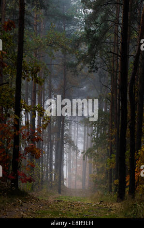 Sentiero nella foresta di autunno su mattinata nebbiosa Foto Stock