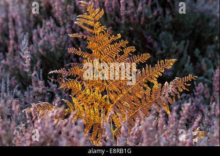 Bracken modifica al suo colore di autunno da verde troppo giallo in un campo di erica. Foto Stock