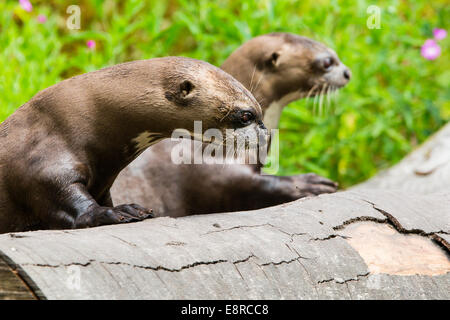 Due lontre giganti in un parco faunistico nel New Forest, Hampshire Foto Stock