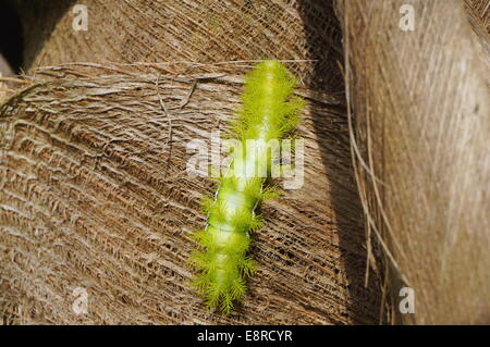 Un verde pungenti caterpillar Automeris Io moth, Panama America Centrale Foto Stock