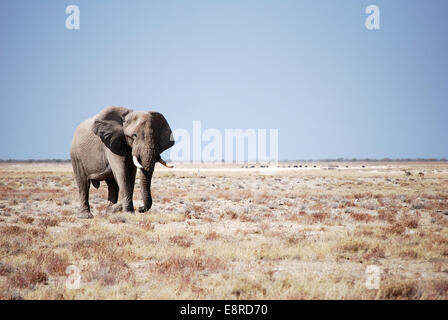 Elephant bull camminando in Etosha Foto Stock