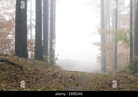 Sentiero nella foresta di autunno su mattinata nebbiosa Foto Stock