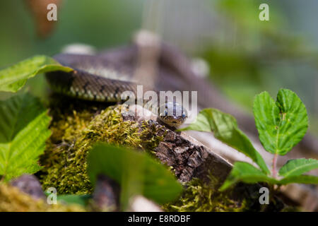 Biscia a Blashford laghi, Hampshire Foto Stock