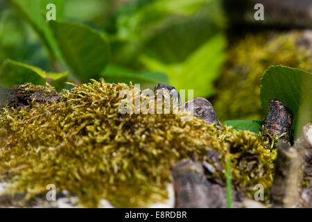 Biscia a Blashford laghi, Hampshire Foto Stock