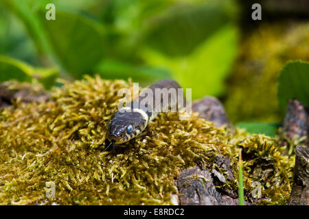 Biscia a Blashford laghi, Hampshire Foto Stock