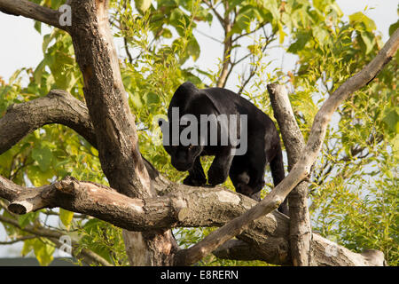 Giaguaro Nero nella struttura ad albero Foto Stock