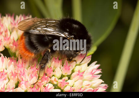 Red tailed bumblebee, Bombus lapidarius, alimentando il Sedum spectabile Foto Stock