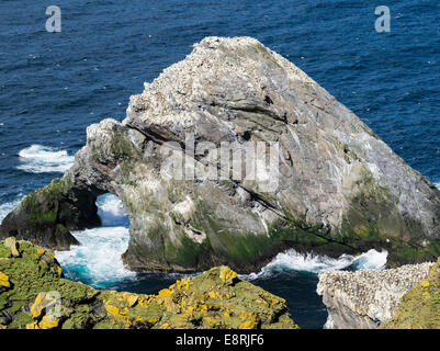 Hermaness riserva nazionale, Northern Gannet (Morus bassanus) gannetry su scogliere. Isola di Unst, isole Shetland, Scozia. Foto Stock
