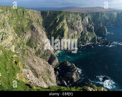 Hermaness riserva nazionale, Northern Gannet (Morus bassanus) gannetry su scogliere. Isola di Unst, isole Shetland, Scozia. Foto Stock