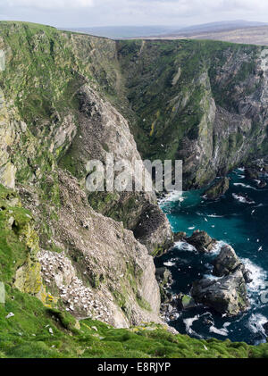 Hermaness riserva nazionale, Northern Gannet (Morus bassanus) gannetry su scogliere. Isola di Unst, isole Shetland, Scozia. Foto Stock