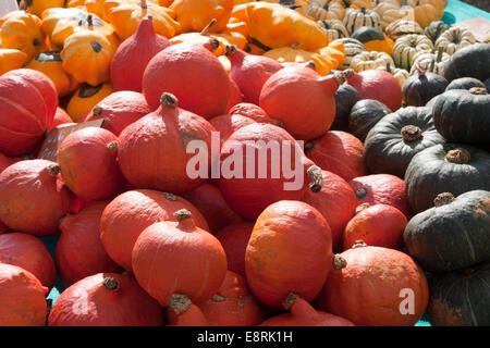 Kuri uchi onion squash, Flying Saucer crema pasticcera e midollo kabotcha kabuka Foto Stock
