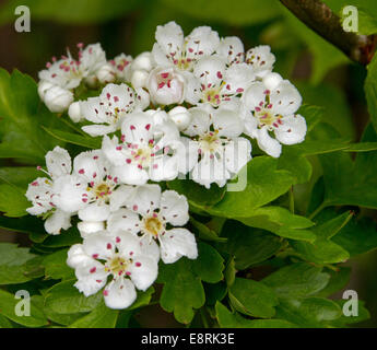 Grappolo di fiori bianchi profumati e foglie di smeraldo di biancospino Crataegus monogyna, può tree, in inglese siepe Foto Stock