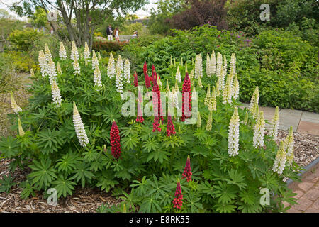 Massa di picchi alti di bright Red & White lupini, Lupinus polyphyllus cultivar & emerald fogliame in frontiera erbacee di English Garden cottage Foto Stock