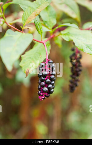 American pokeweed (Phytolacca americana) bacche - Pennsylvania USA Foto Stock