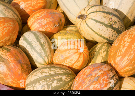 Lo spagetti zucchini squash, REGNO UNITO Foto Stock