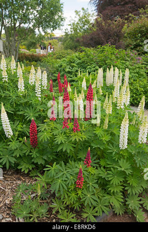 Massa di picchi alti di bright Red & White lupini, Lupinus polyphyllus cultivar & emerald fogliame in frontiera erbacee di English Garden cottage Foto Stock