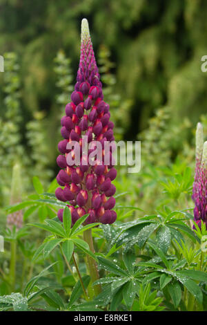 Tall spike di viola scuro Fiori di lupino, Lupinus polyphyllus cultivar con fogliame color smeraldo in piante erbacee di confine English Garden cottage Foto Stock