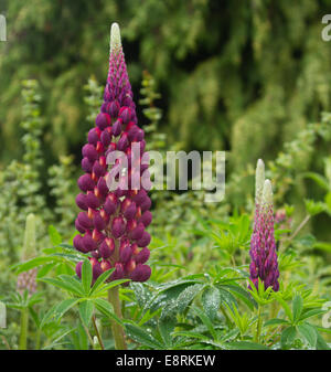 Tall spike di viola scuro Fiori di lupino, Lupinus polyphyllus cultivar con fogliame color smeraldo in piante erbacee di confine English Garden cottage Foto Stock