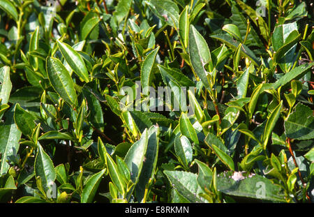 La piantagione di tè Darjeeling in India Foto Stock